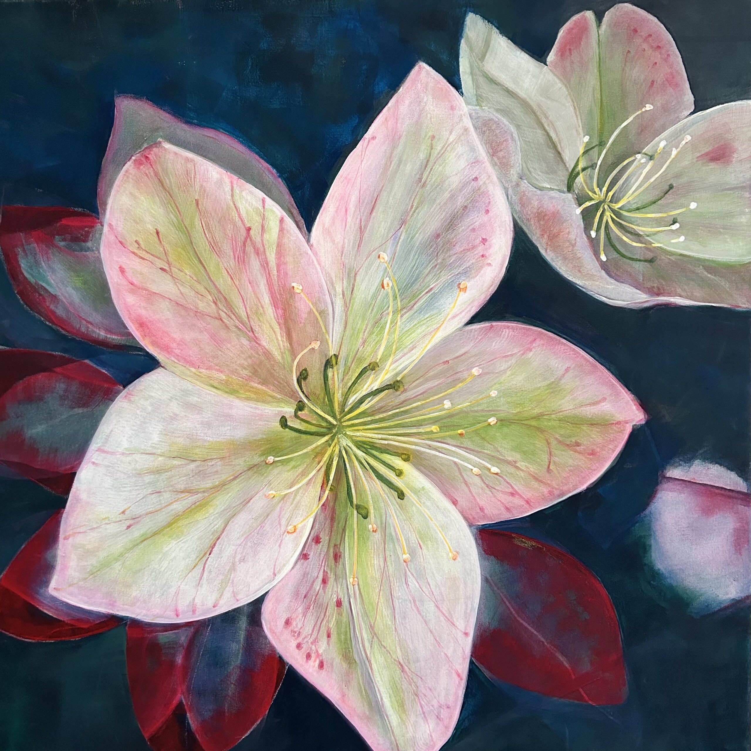 Du betrachtest gerade Christrose